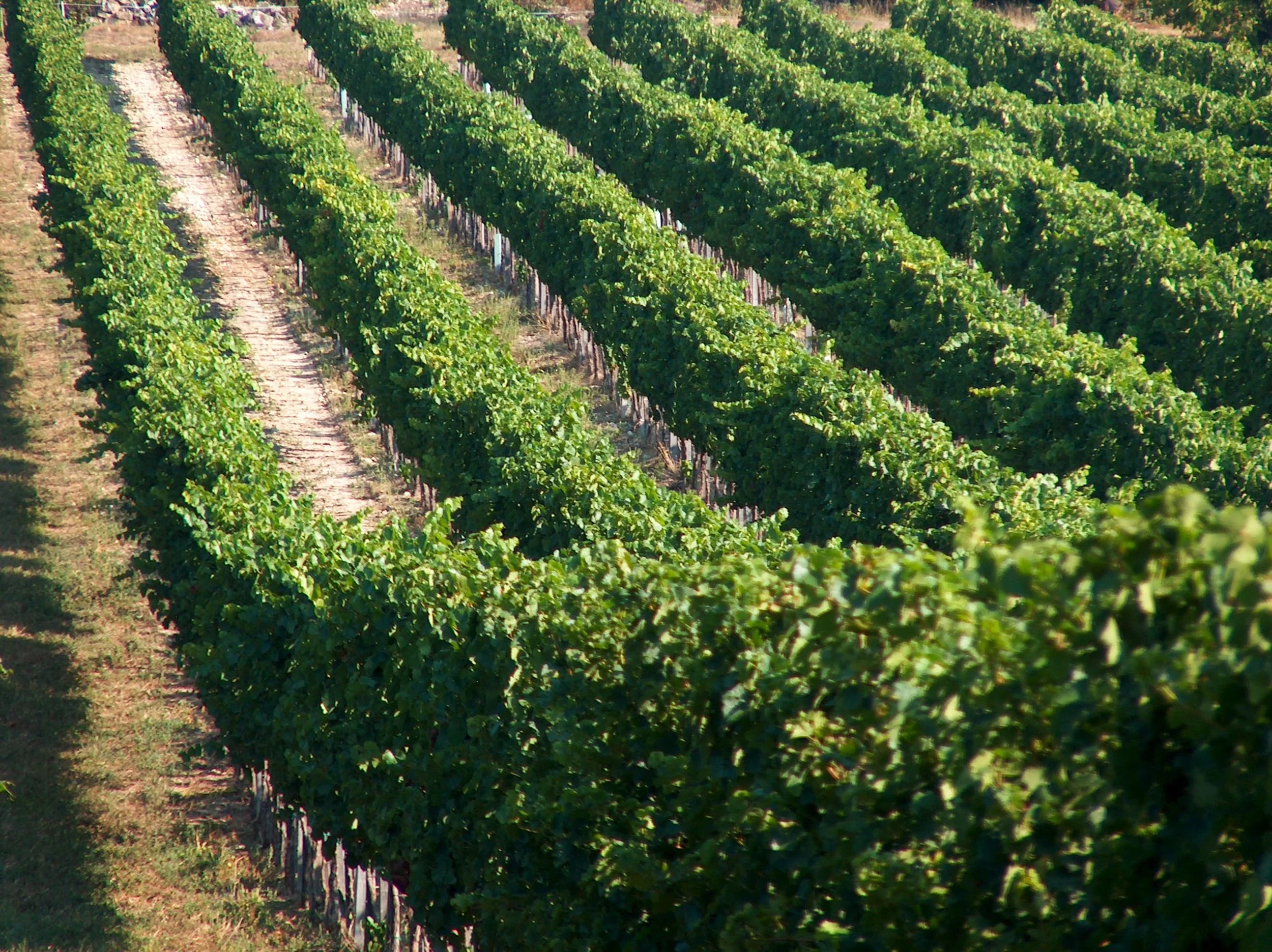 szőlősorok.JPG