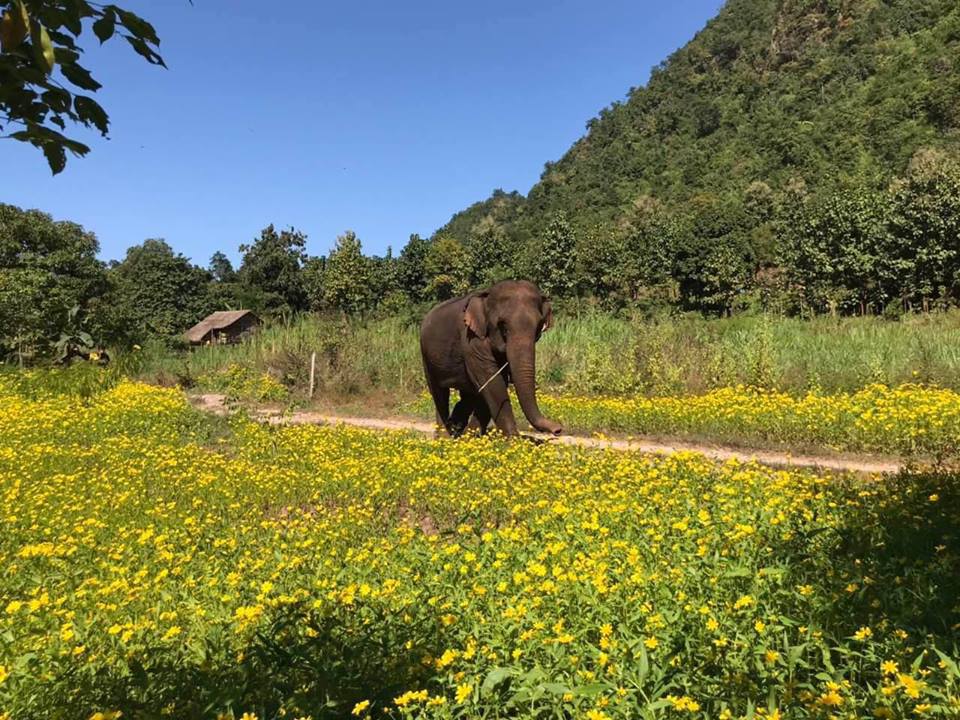 myanmar-birmania-green-valley-elephant-camp.jpg