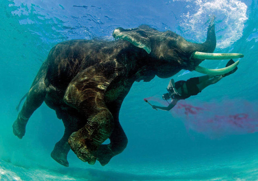 Snorkeling con Elefante.jpg