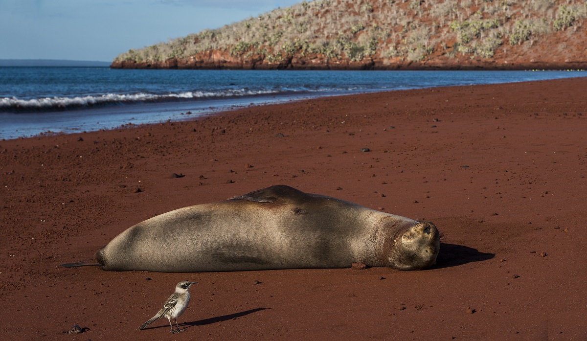 Rabida_Island_Galapagos_Mockingbird_and_Sea_Lion_at_Red_Beach_1556.jpg