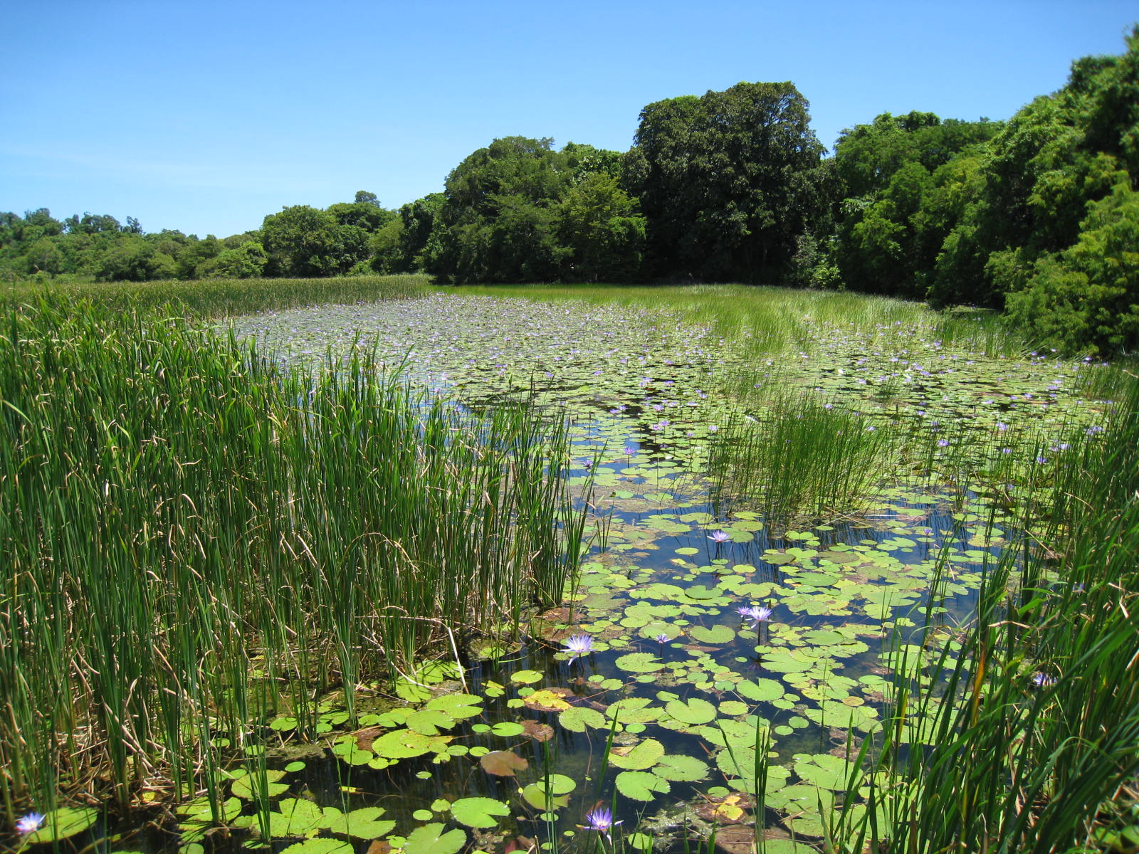 Saba - Lac.JPG