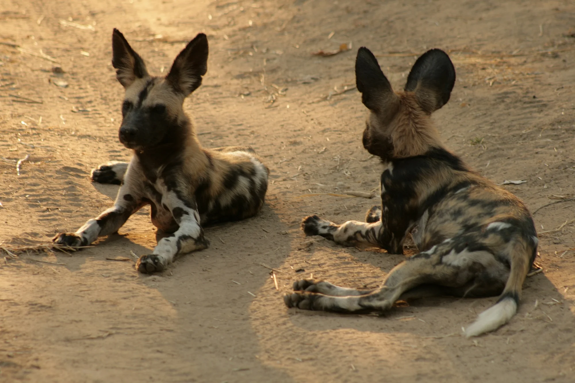 ZAMBIA0202.jpg