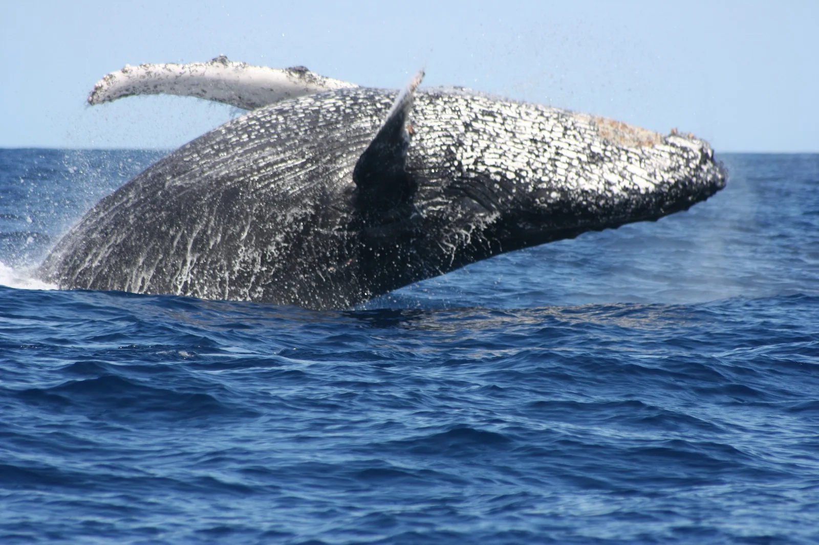 MADAGASCAR BALENE 1.JPG