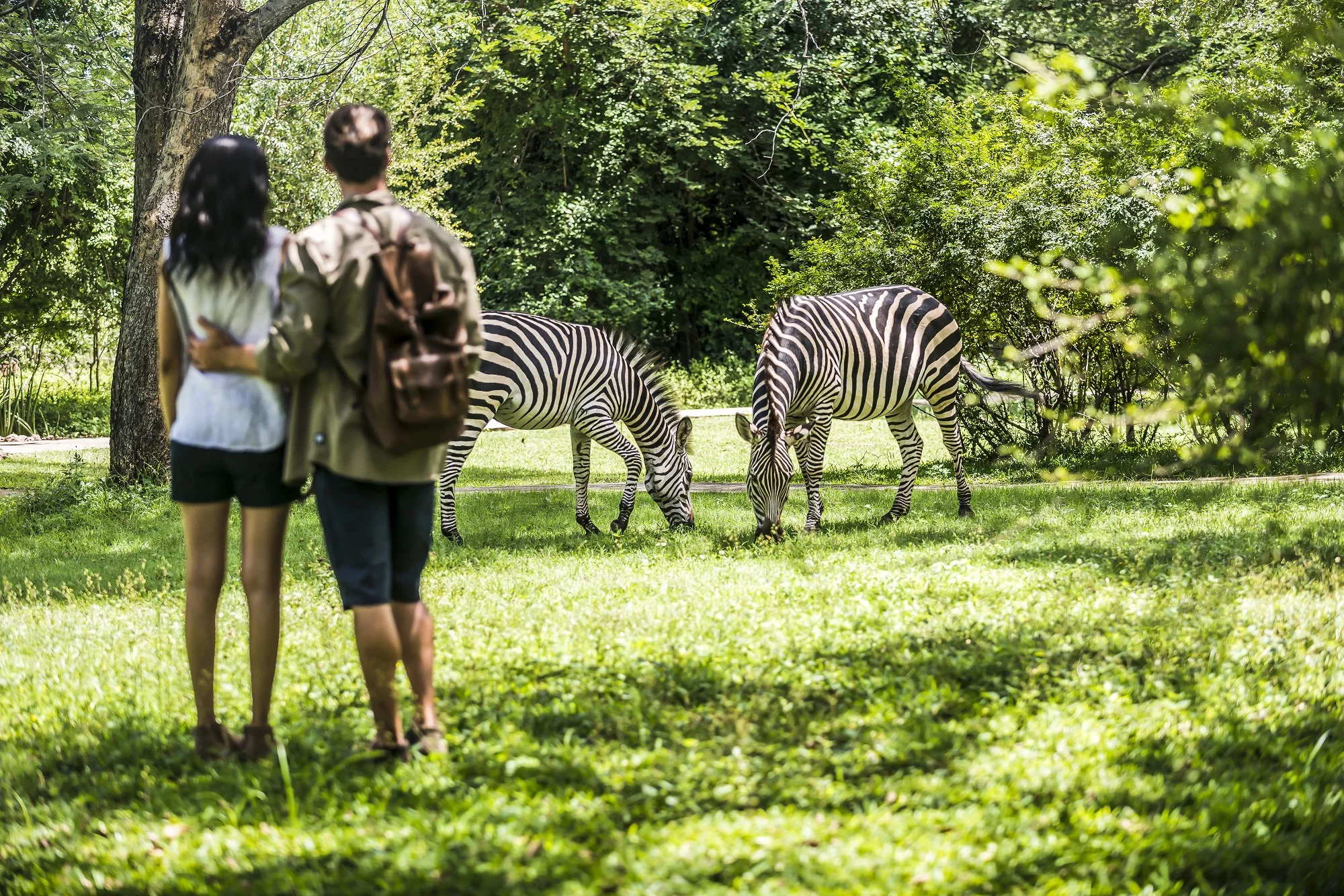 Zimbabwe-coppia-zebre.jpg