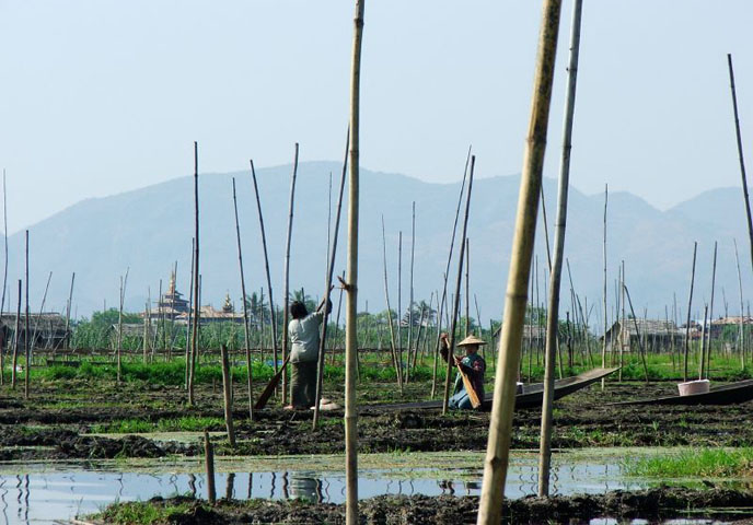 lago-inle-preparazione-campi-galleggianti-birmania.jpg
