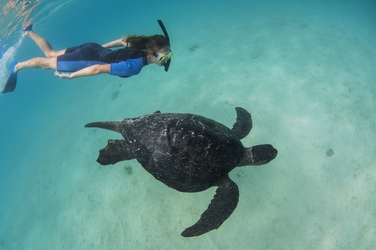 snorkelling tartaruga.jpg
