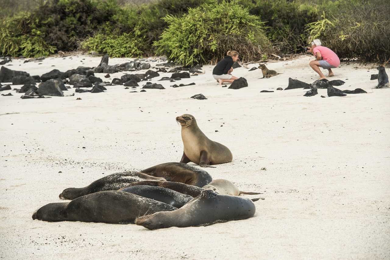 20160621_Galapagos_Sea_Lions_259.jpg