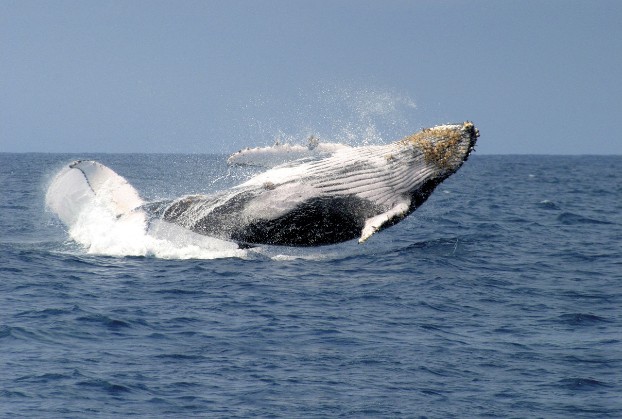 galapagosmammals-whales1.jpg