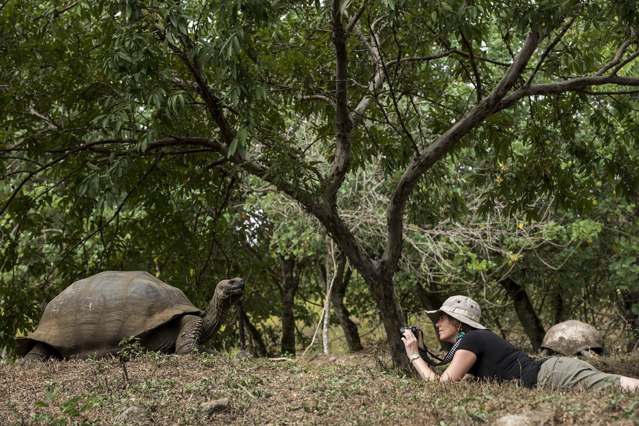 galapagosreptiles-gianttortoises2.jpg