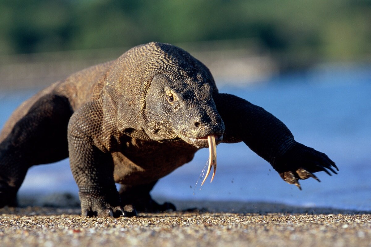 indonesia-viaggi-komodo-draghi-wadi-destination.jpg