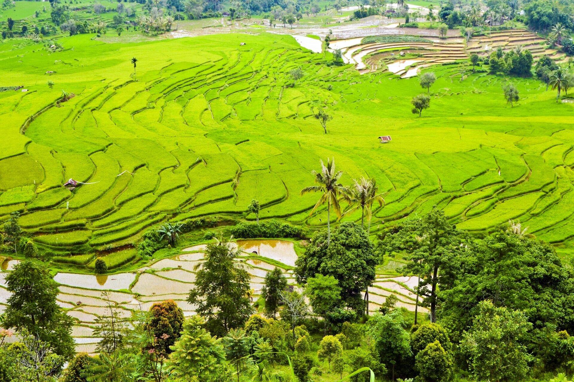 viaggi-indonesia-bali-terrazze-coltivate-a-riso-wadidestination.jpg