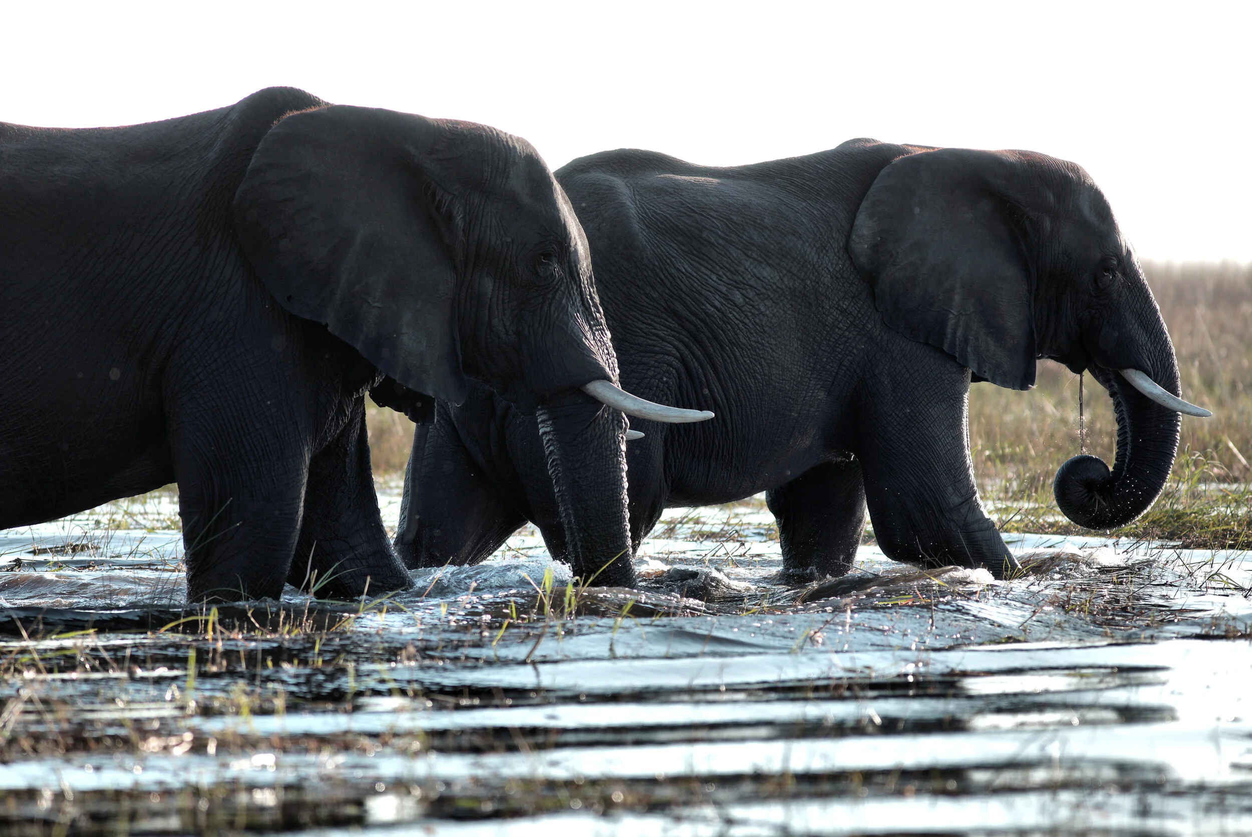 botswana_20.jpg