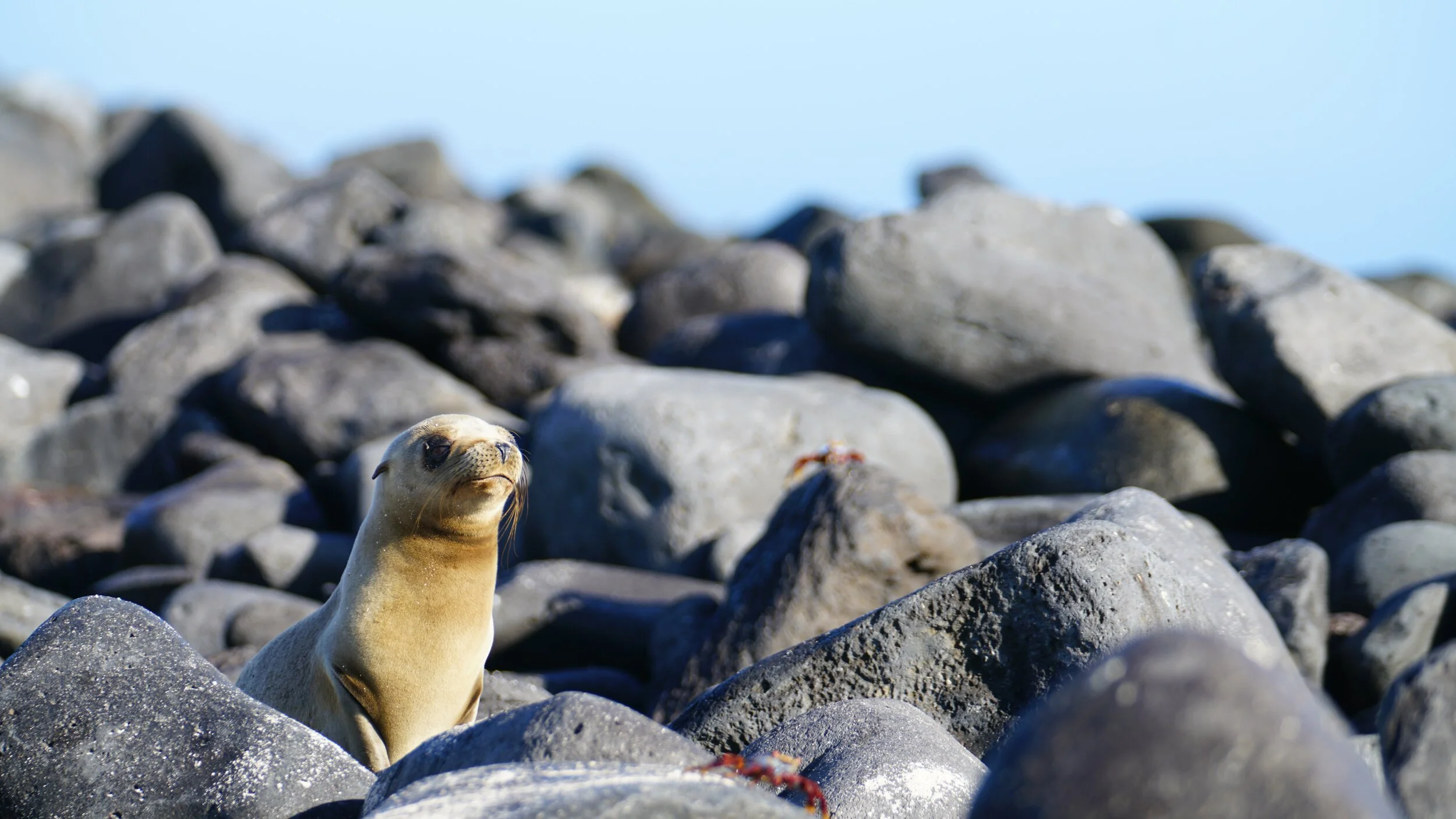 Ecuador: crociera alle Galapagos