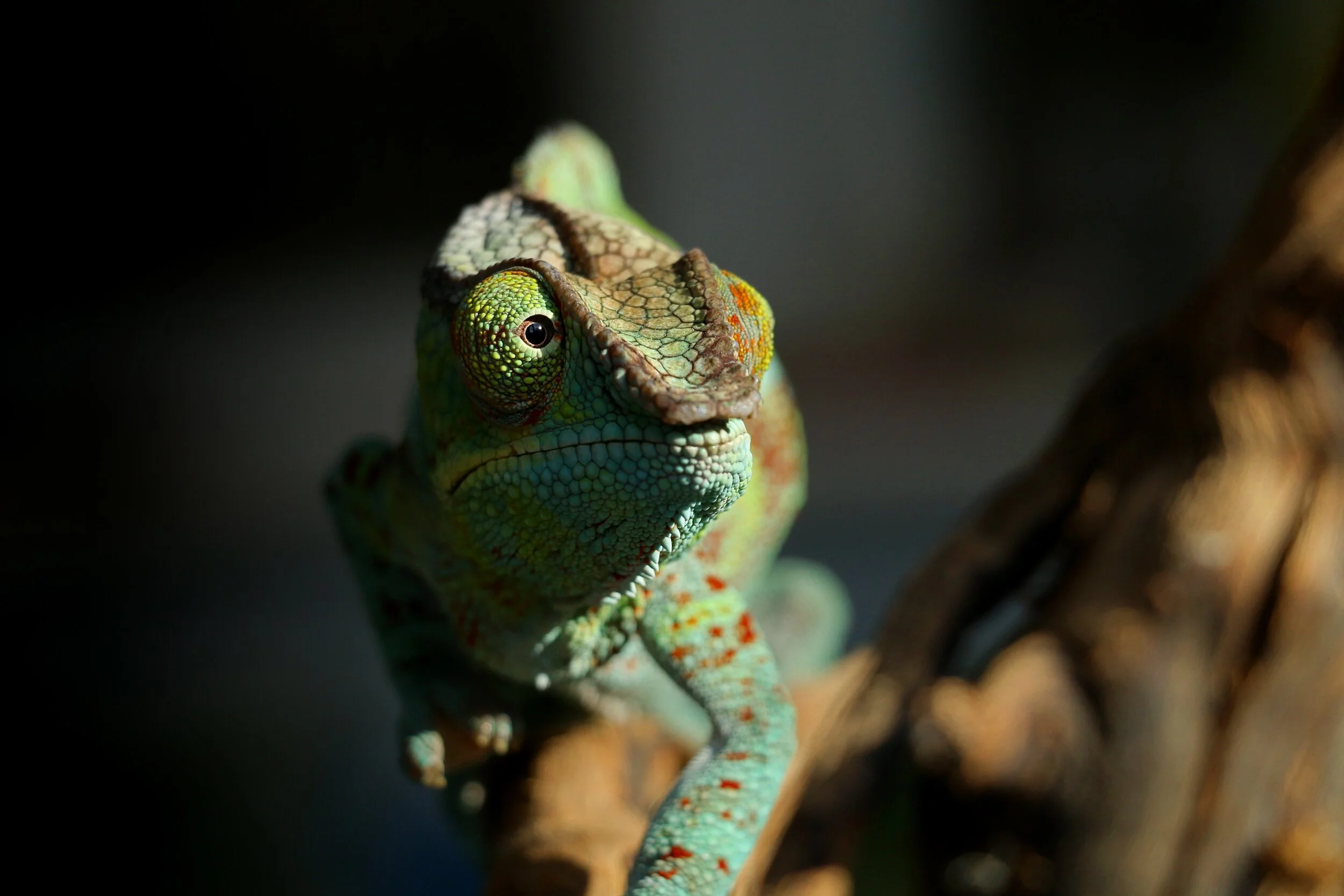 madagascar_6.jpg