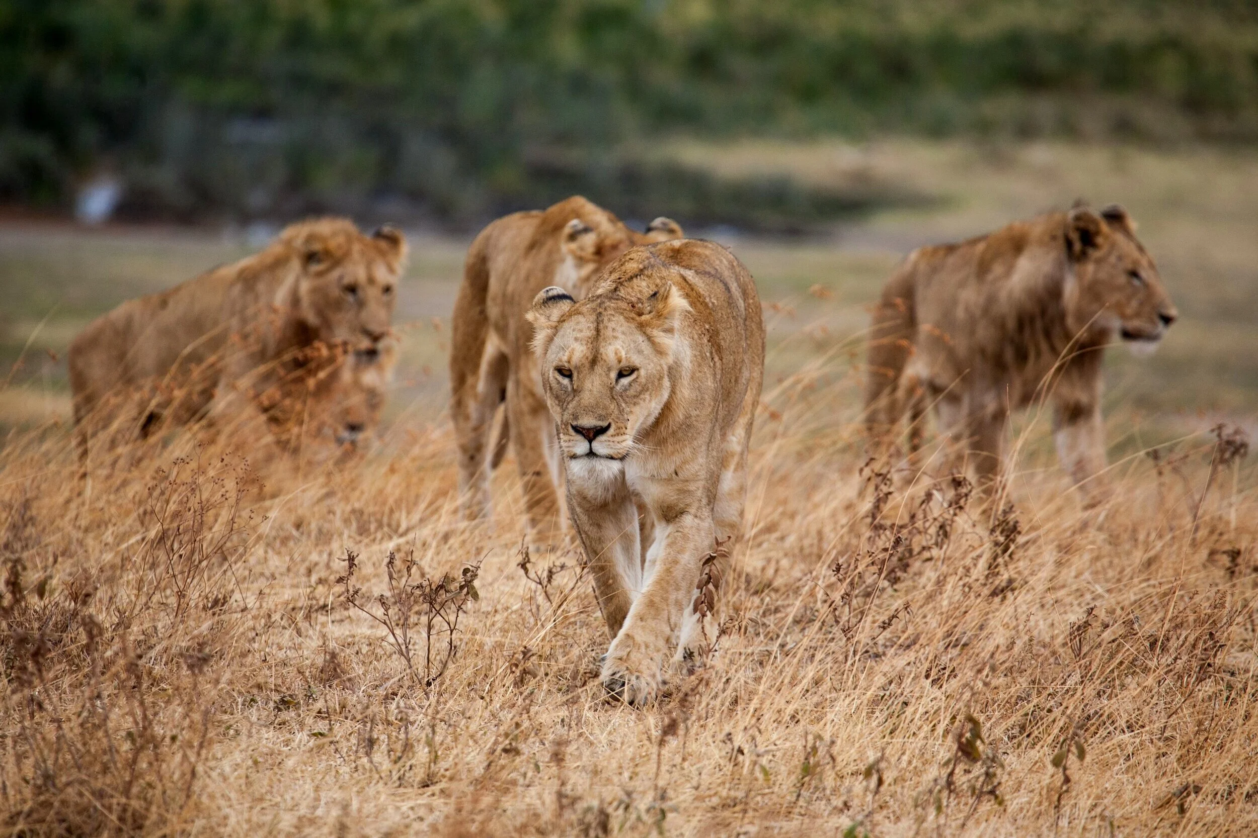 ngorongoro_2.jpg