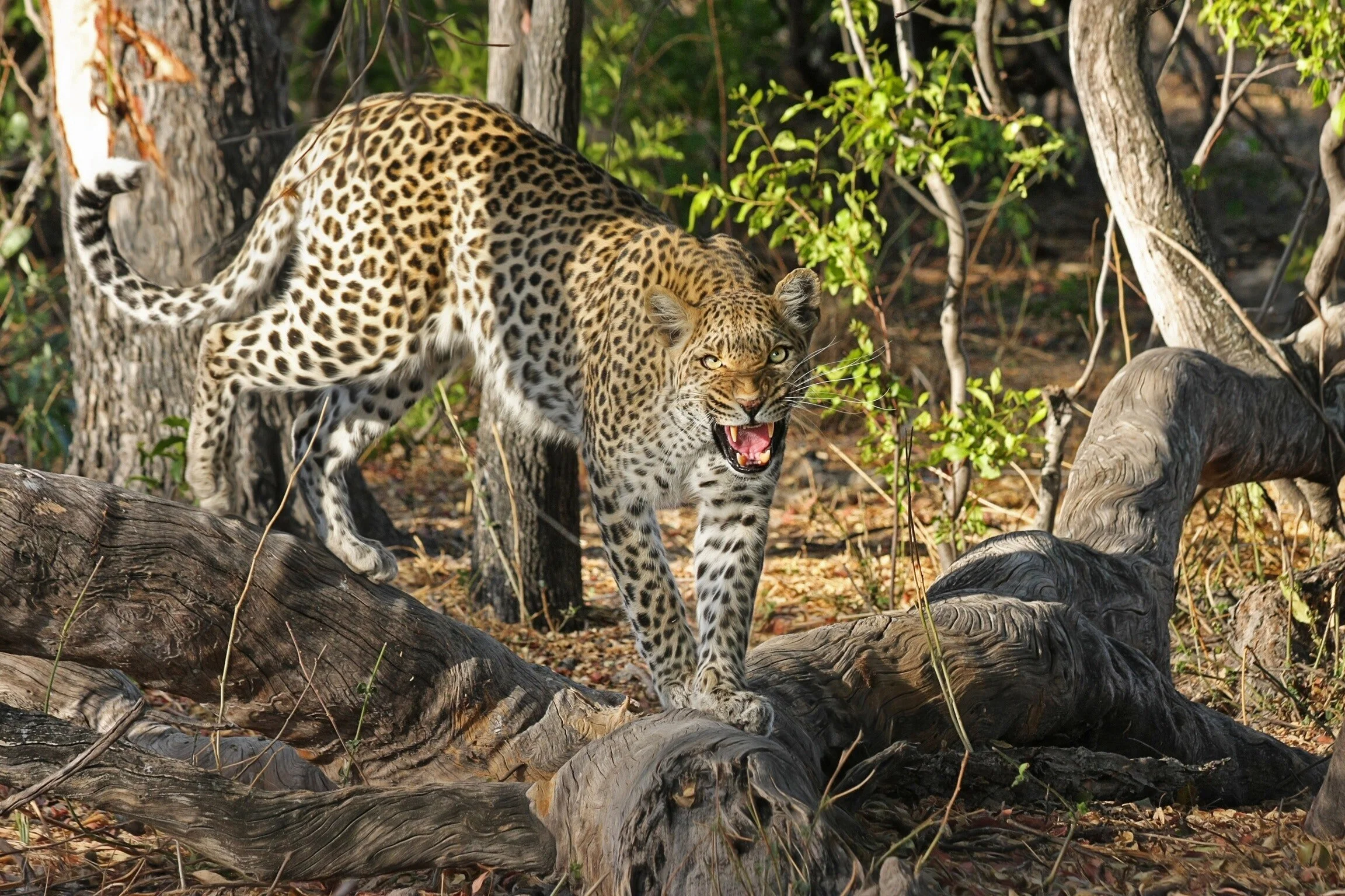 Avventura in Botswana in camping safari