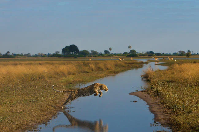 Lodge Safari Botswana e cascate Vittoria 8 gg 6 notti