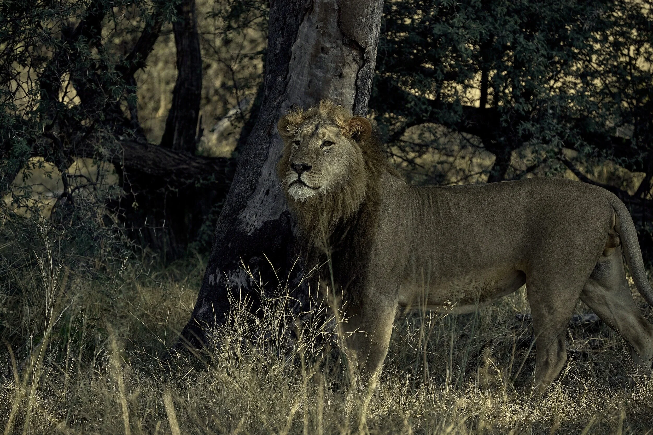 Lodge Safari in Zimbabwe, le Cascate Vittoria e il Parco Hwange 