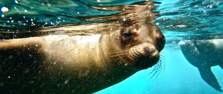 Quito e l'arcipelago delle Galapagos in crociera