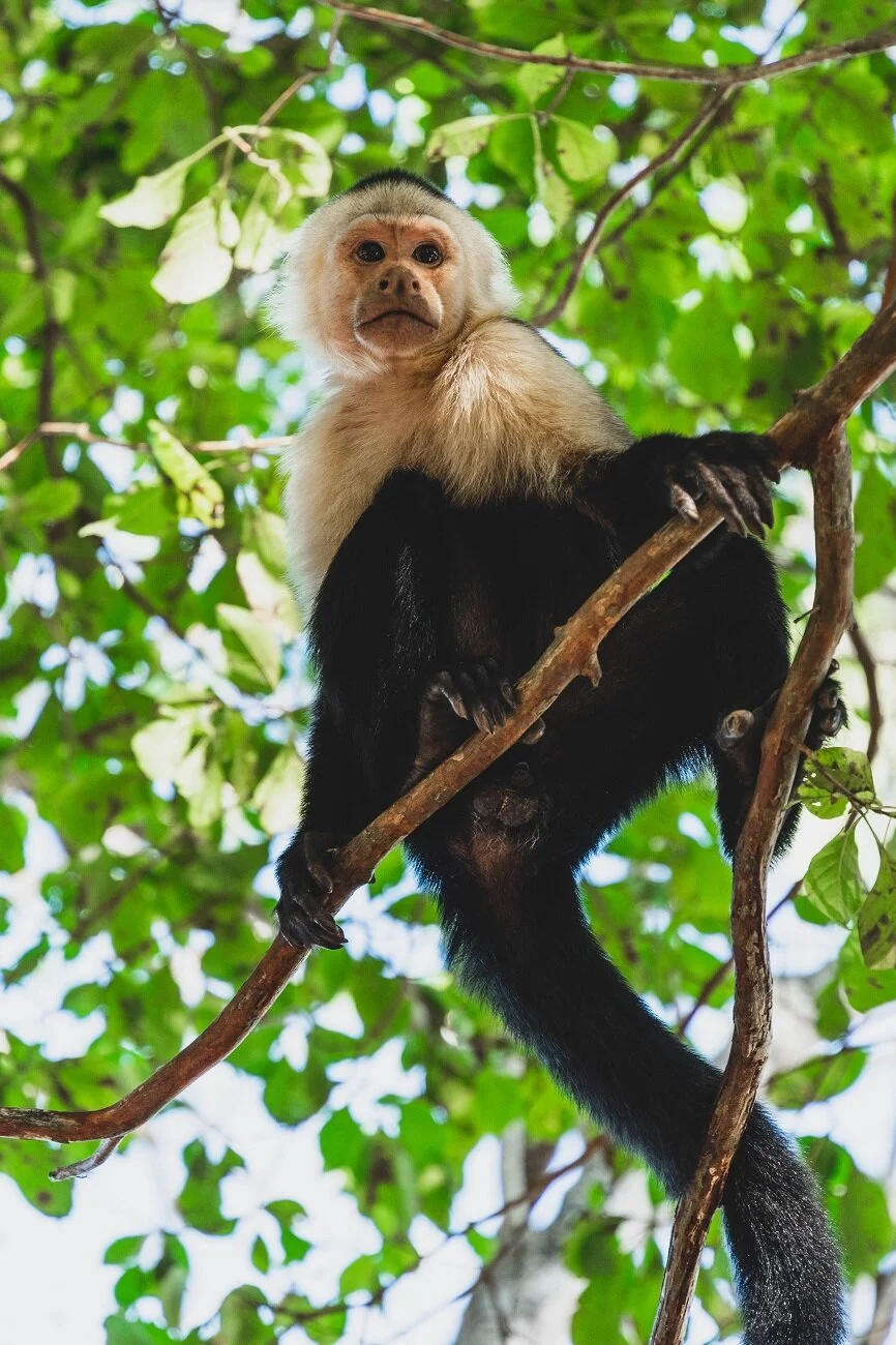 black and withe monkey on the tree .jpg