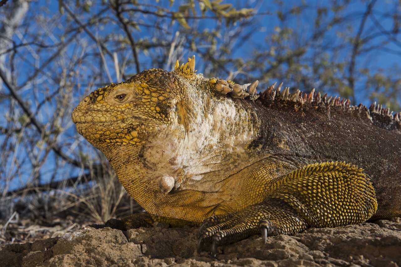 Tour Ecuador &amp; Galapagos  Island Hopping