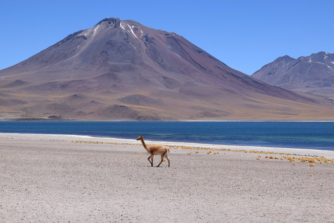 laguna-miscanti-salar-de-atacama.jpg