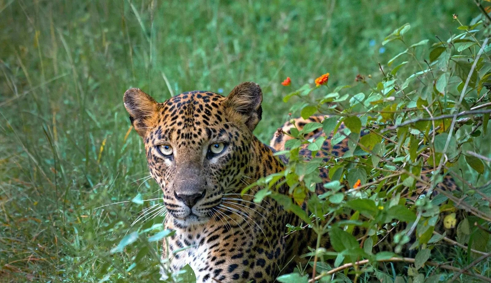 game-drive-leopardo-sri-lanka-wadi-destination.jpg