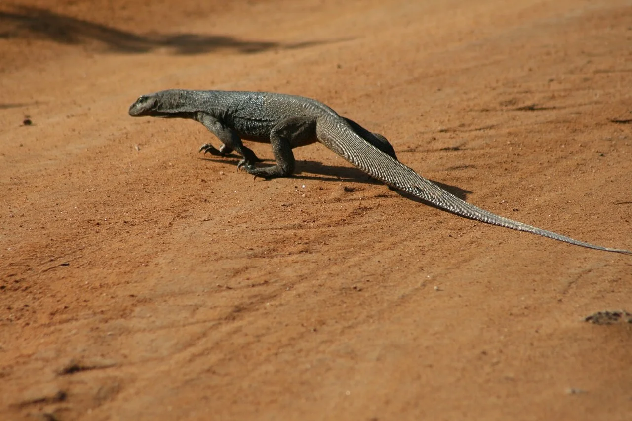 iguana-sri-lanka-wadi-destination.jpg