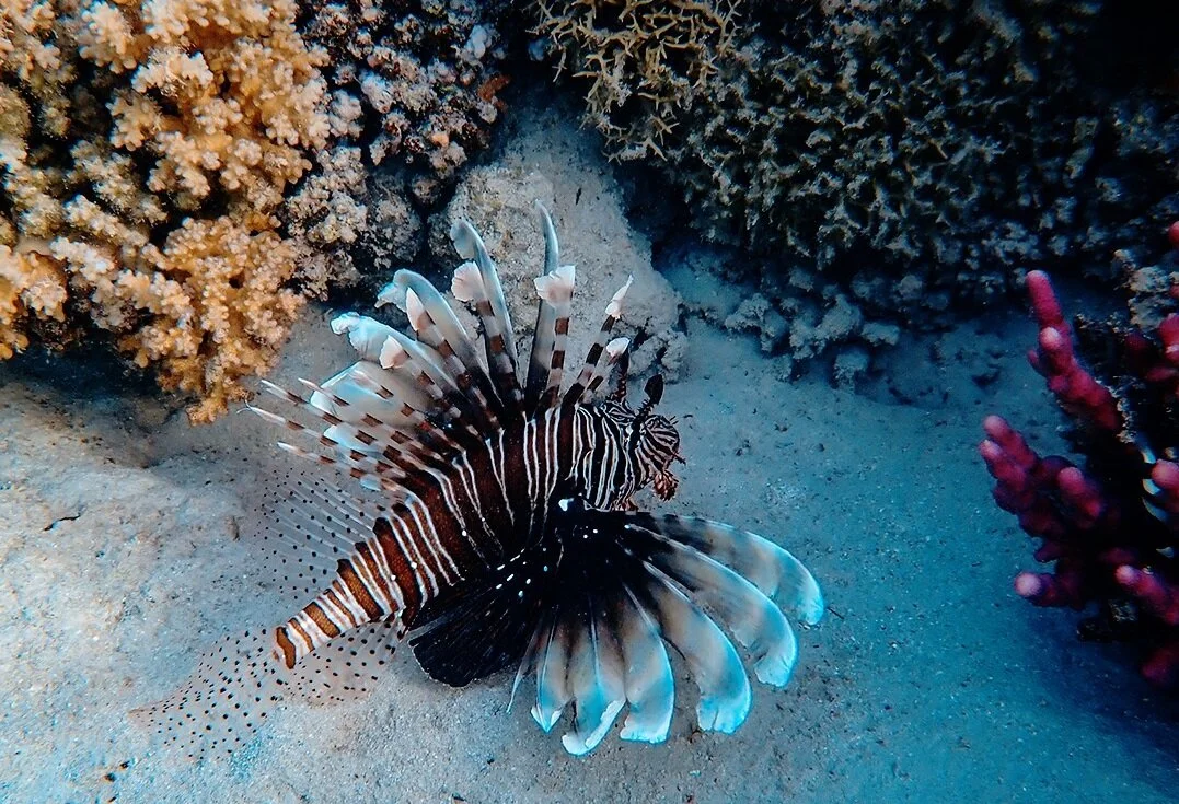 isole-andamane-snorkelling-wadi-destination.jpg