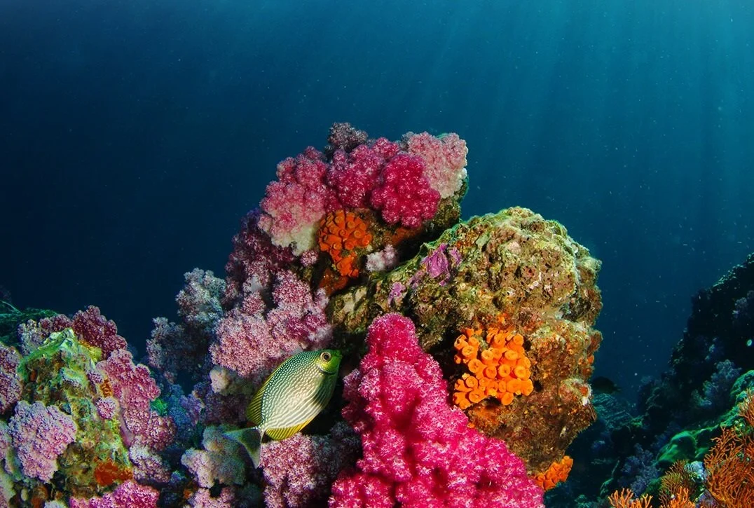 isole-andamane-india-coralli-diving-wadi-destination.jpg