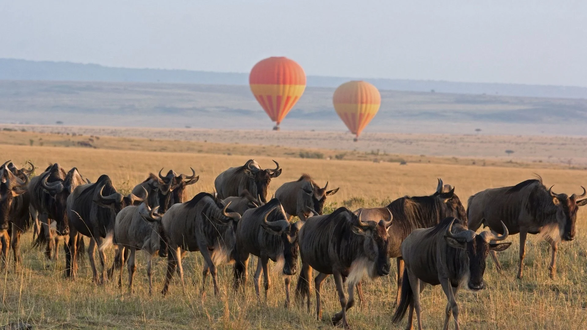 Camp Safari nei Parchi del Nord della Tanzania 