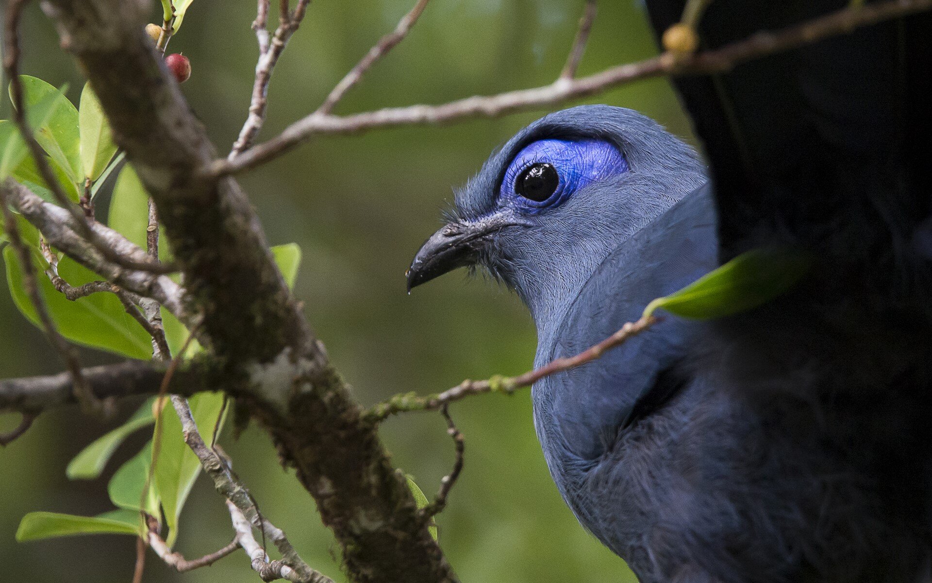 madagascar-masoala-forest-lodge-birdwatching-blue-coua-wadidestination.jpg