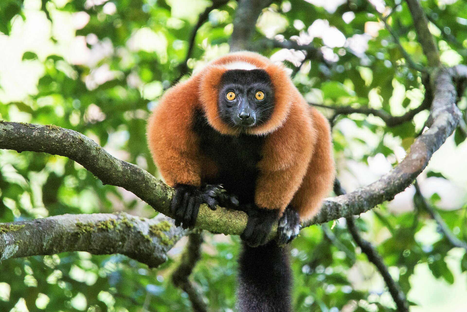 madagascar-masoala-forest-lodge-lemure-endemico-rosso-wadidestination.jpg.jpg