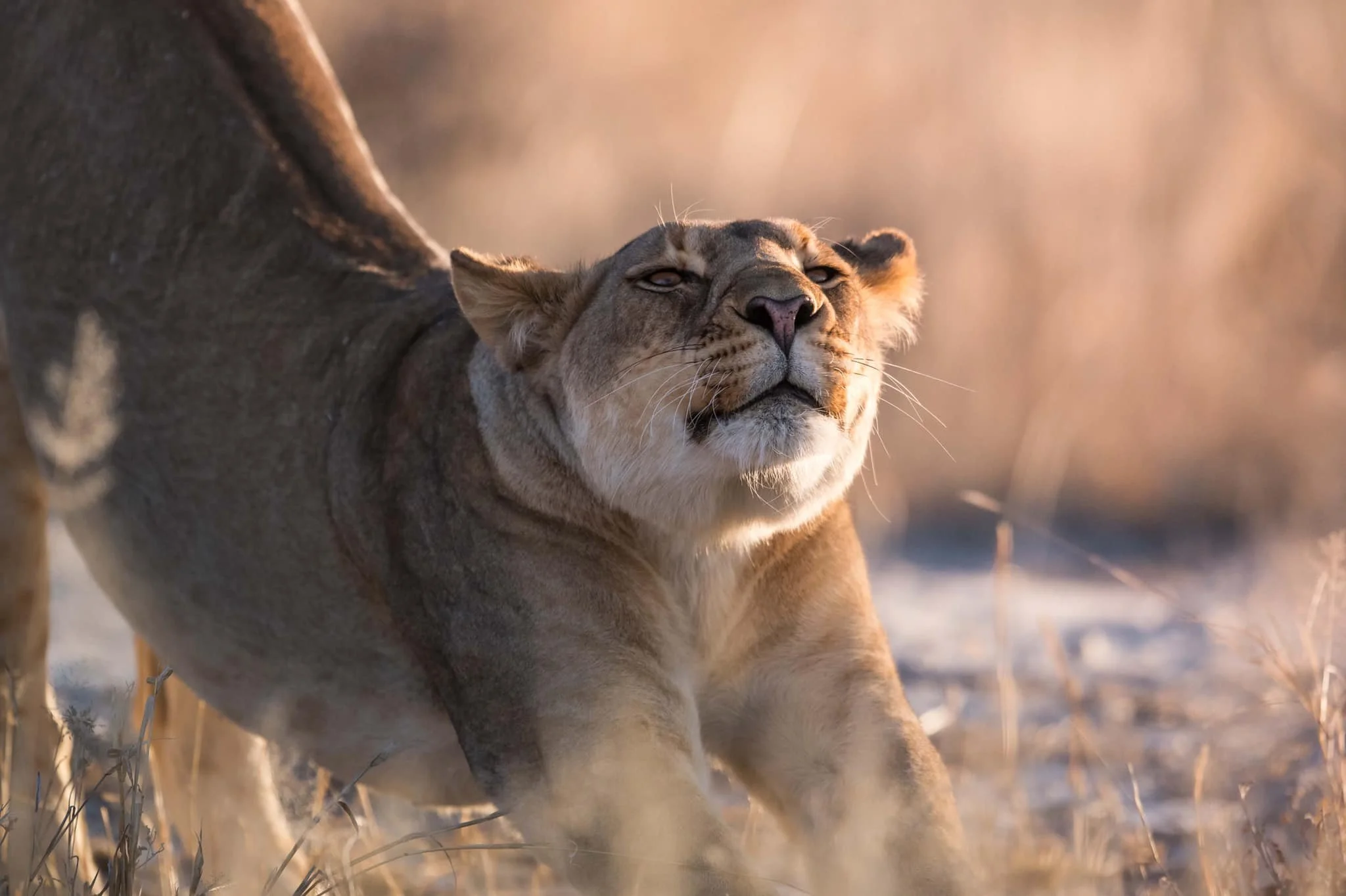 Easy Namibia.  