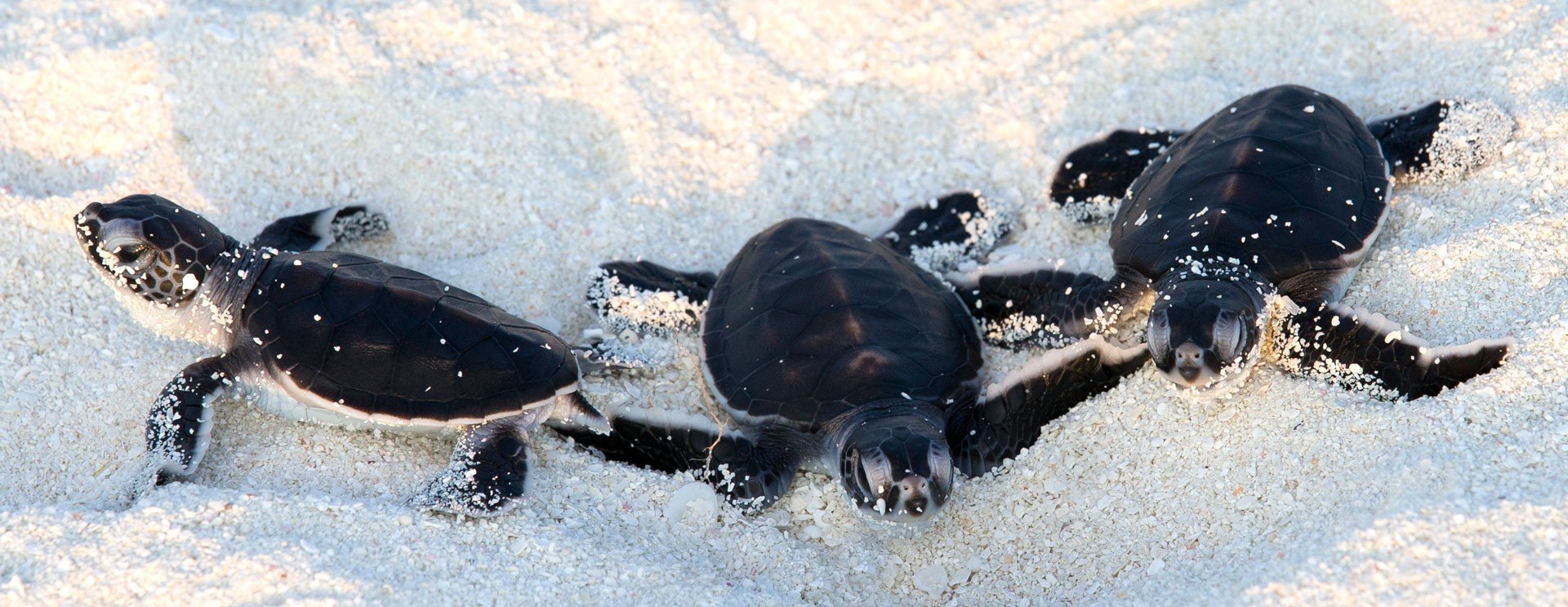 resort-maldive-coco-palm-dhuni-kolhu-baby-turtles.jpg