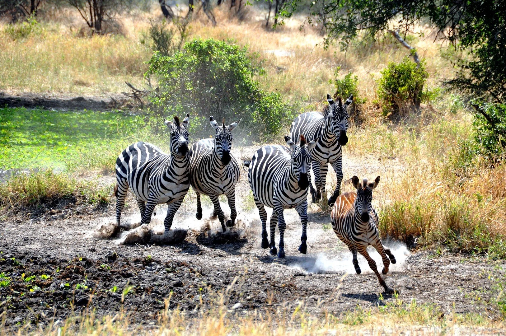 Tanzania &amp; Kenya safari con tour di gruppo