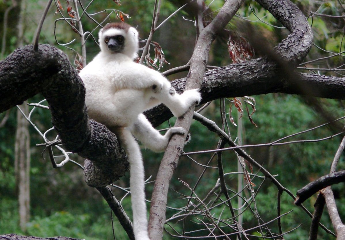 Lemure Sifaka.jpg