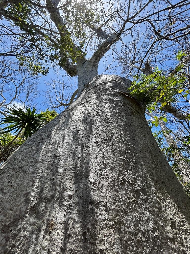 madagascar-tour-nord-le-baobab-foresta-baobab-wadi-destination.jpeg