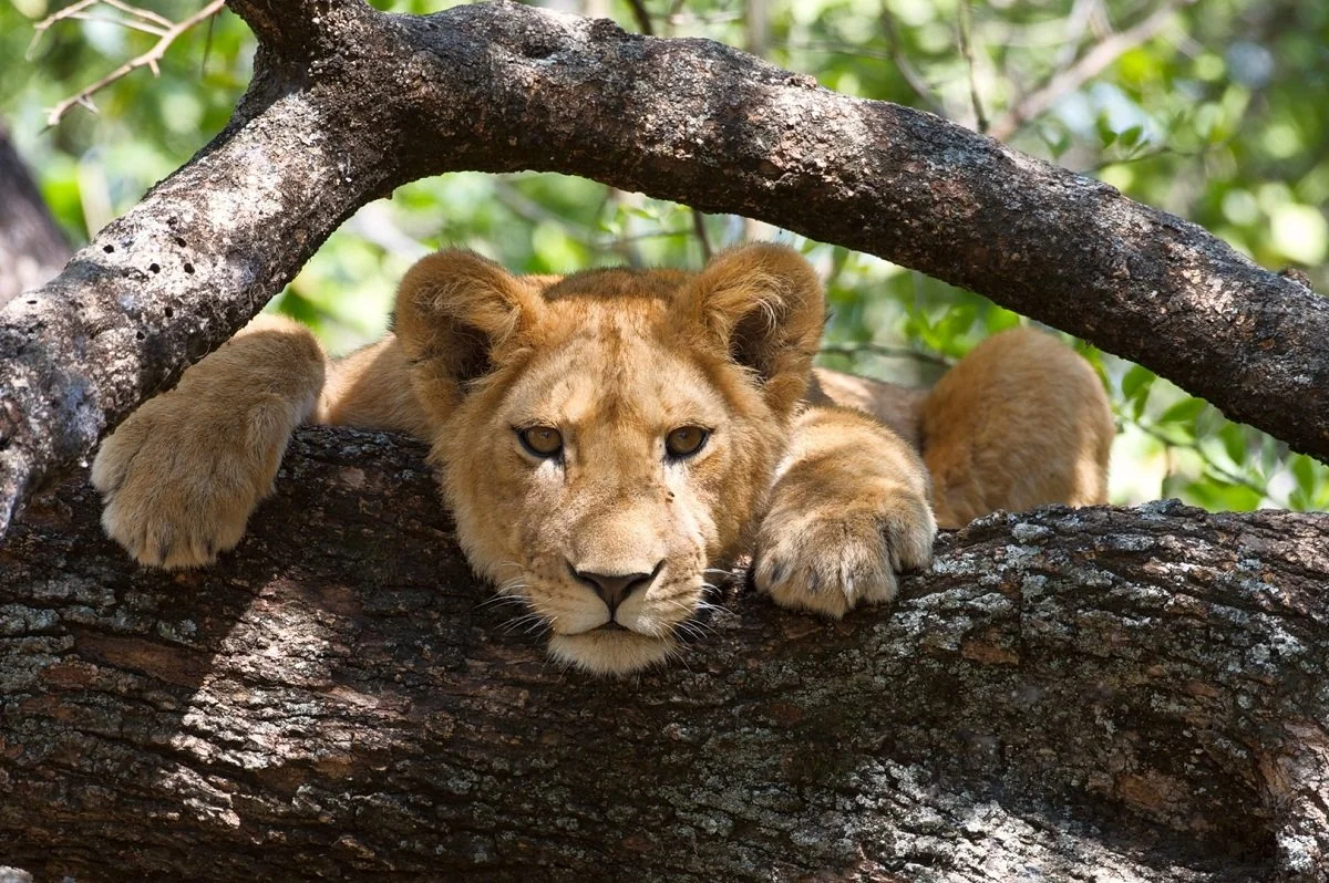 tanzania-leone-sull-albero-parco-lake-manyara-wadidestination.jpg