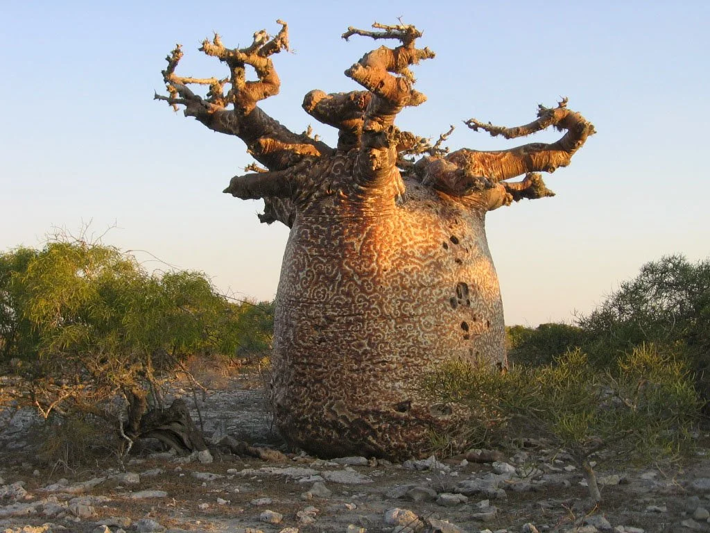Tour attraverso gli Altopiani Centrali del Madagascar. Soggiorno mare nell'arcipelago di Nosy Be