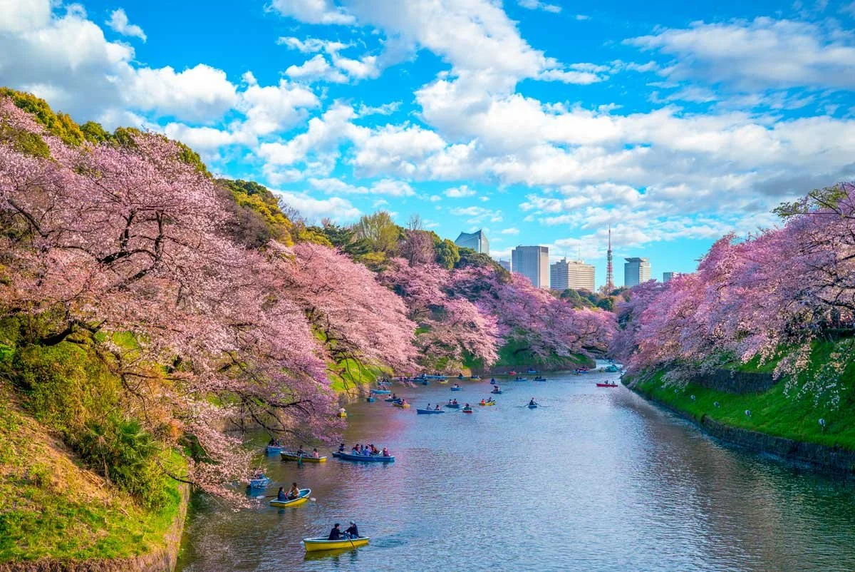 Tokyo-Wadi-2.jpg