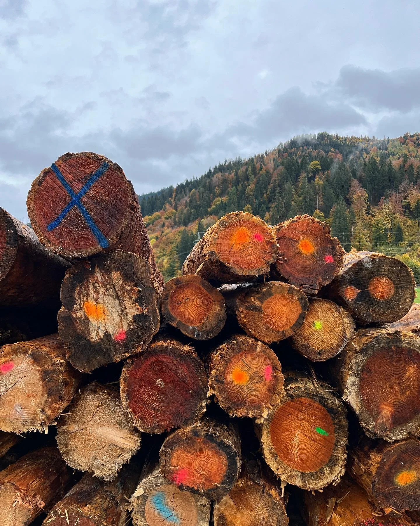 🏔️🗻🧡Leontopodium alpinum is hard to find..
#zokotucha #alps #autumn  #mountains #zugspitze #garmischpartenkirchen #sparkleandshine