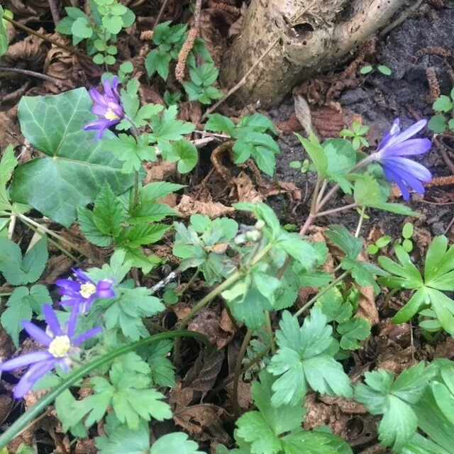Det er tid til at plante næste års glæder