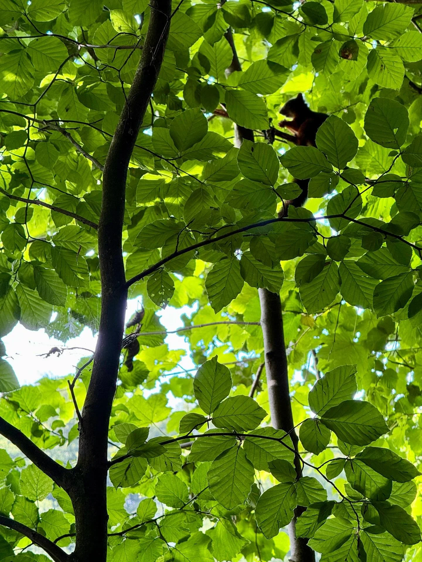 En dejlig morgentur i smukke omgivelser - en god start p&aring; dagen og allerede 10.000 skridt i skoene 

L&aelig;g m&aelig;rke til det lille egern i tr&aelig;et

#morgentr&aelig;ning #g&aring;tur #rundtoms&oslash;en #bygholms&oslash; #udinaturen #s