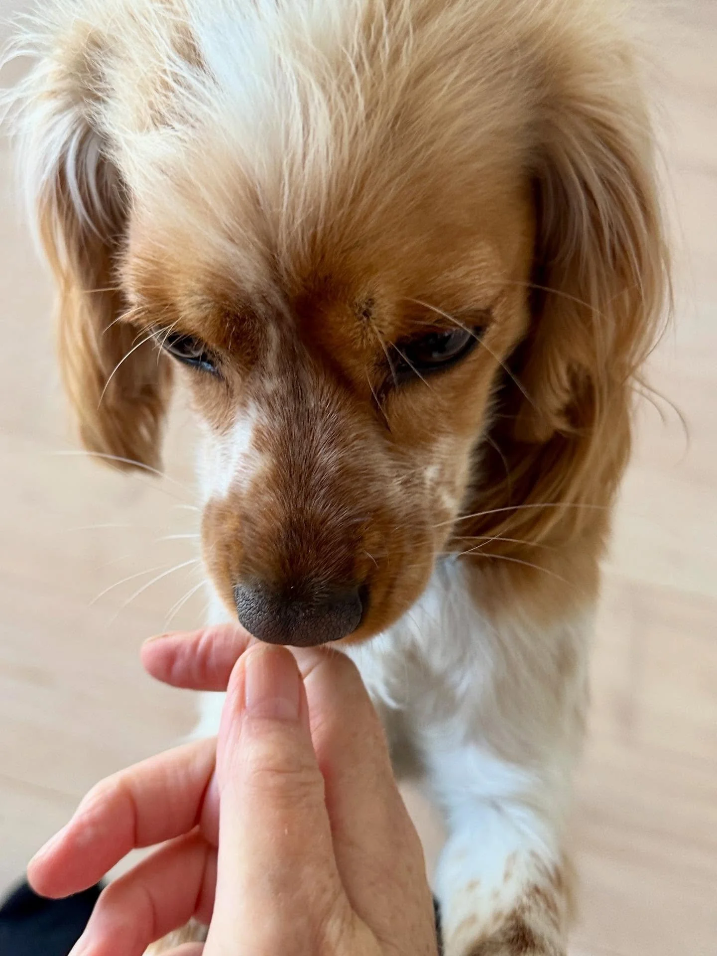 Vi passer hende her, og det har givet skridt p&aring; kontoen de sidste dage. 

Den et&aring;rige Silke har nemlig krudt bagi og kan holde os i gang. 

#hundepasser #k&aelig;ledyr #passerdyr #familienshund