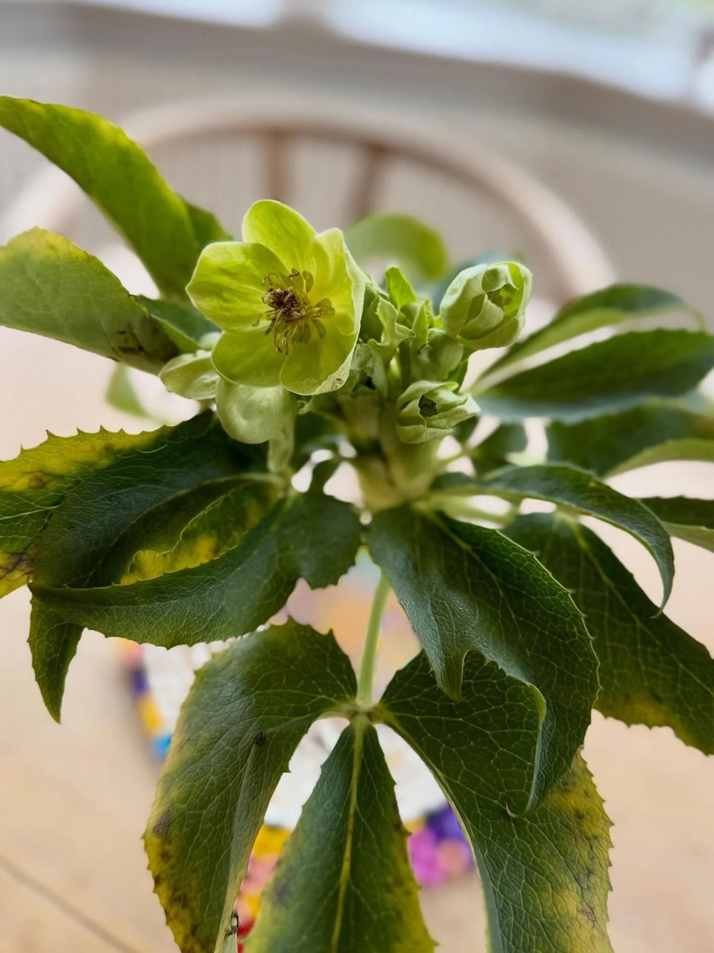 Det er koldt udenfor, men opdagede lige en p&aring;skeklokke i haven, som nu er flyttet indend&oslash;rs 

#p&aring;skeklokke #for&aring;rsfornemmelser #haven #frahaven