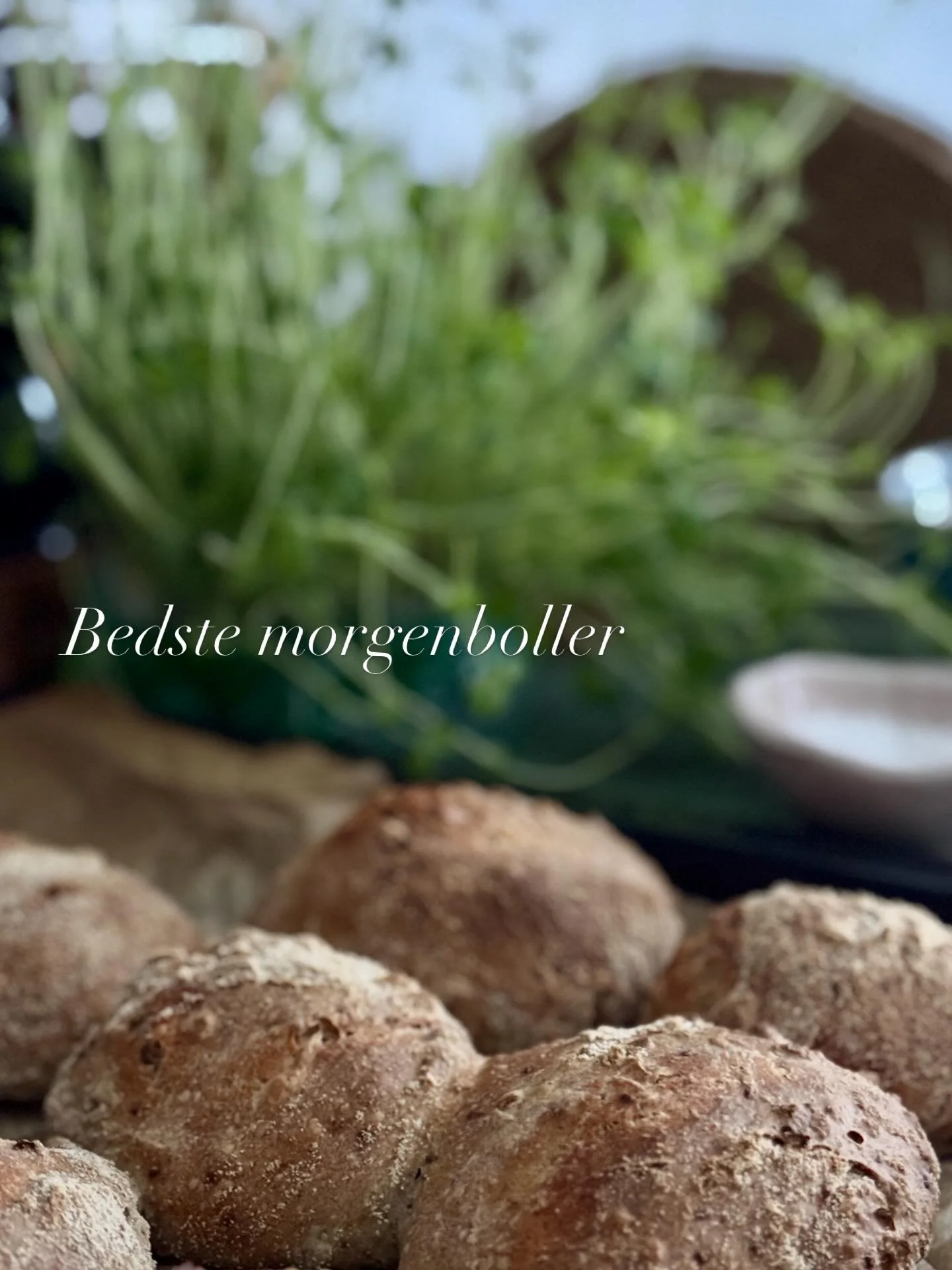 Surdejen er lagt til side for en stund, men til geng&aelig;ld bager jeg masser af br&oslash;d med g&aelig;rdej. 

Fx de her boller:

5&rsquo;dl vand
100 g rugmel
400 g hvedemel
2 tsk t&oslash;rg&aelig;r
1 spk surm&aelig;lksprodukt
1 spk chiafr&oslash