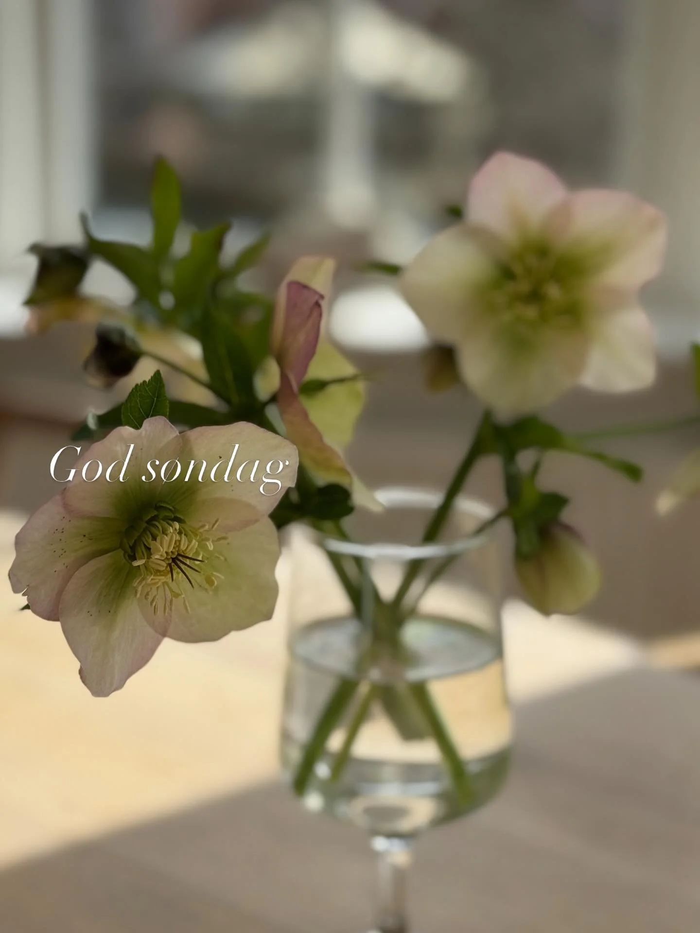 P&aring;skeklokker og skygger i stuerne ☀️

#p&aring;skeklokker #skyggeristuen #s&oslash;ndag