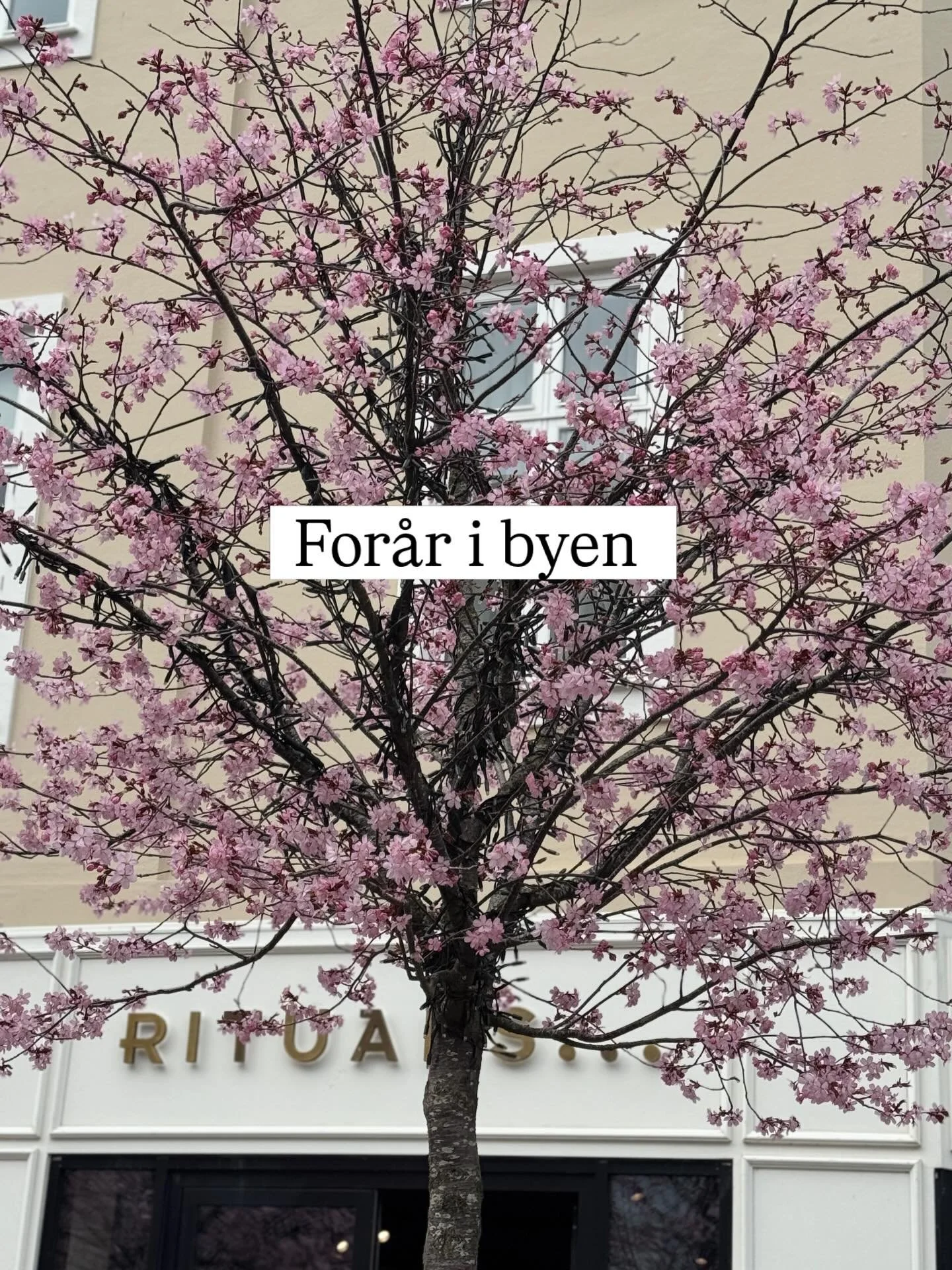 Et &aelig;rinde i byen gjorde, at jeg for alvor opdagede, at det er blevet for&aring;r. Se lige vores smukke g&aring;gade

#for&aring;ribyen #horsens #springtime #g&aring;gade