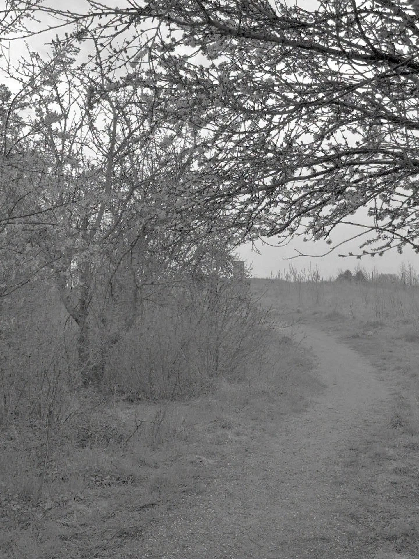 Vi var til f&oslash;dselsdag i l&oslash;rdag, og hele selskabet gik en tur efter maden i aprilvejret. Det regnede lidt, men p&aring; trods af det, er der smukt derude i for&aring;ret. 

#for&aring;r #aprilvejr #bakkelundenhorsens #familietid